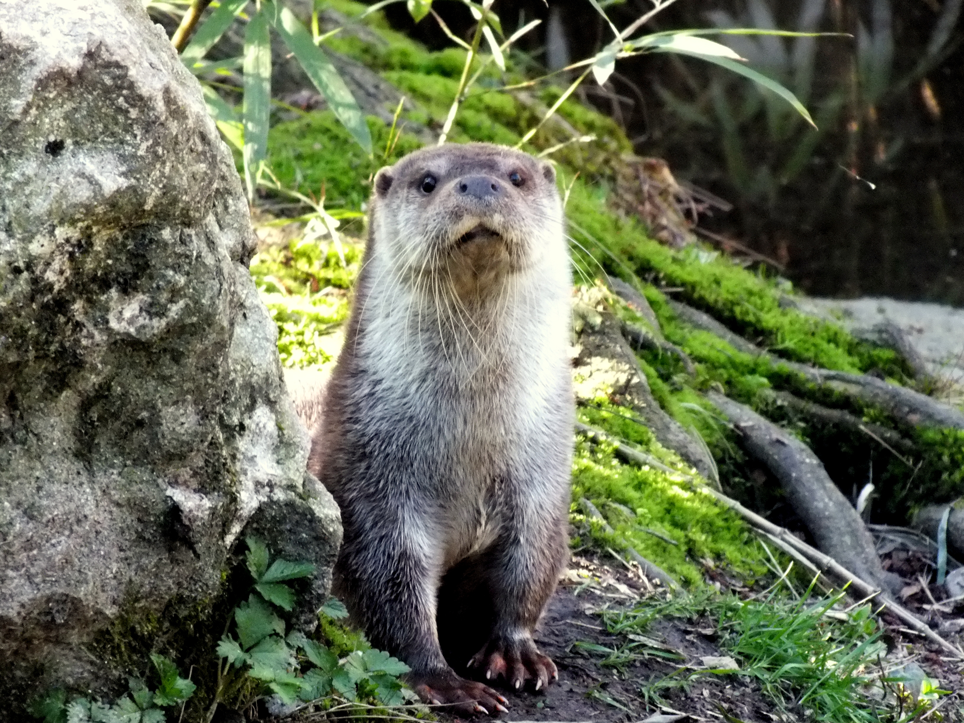 Lontra affamata